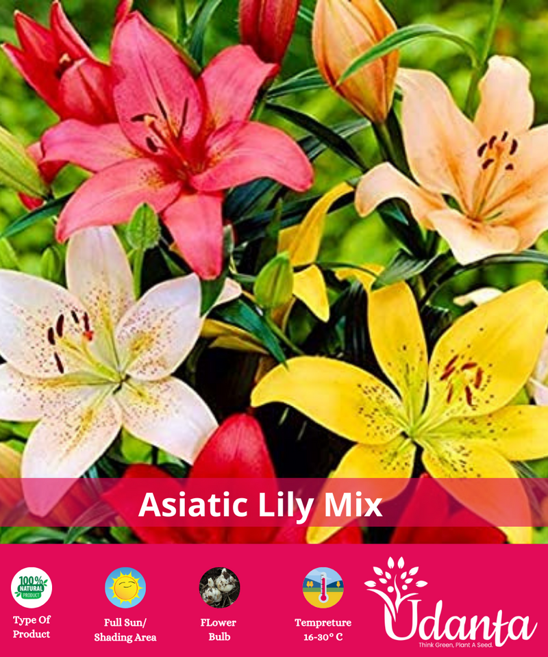 mixed-asiatic-lily-flower-bulbs-udanta