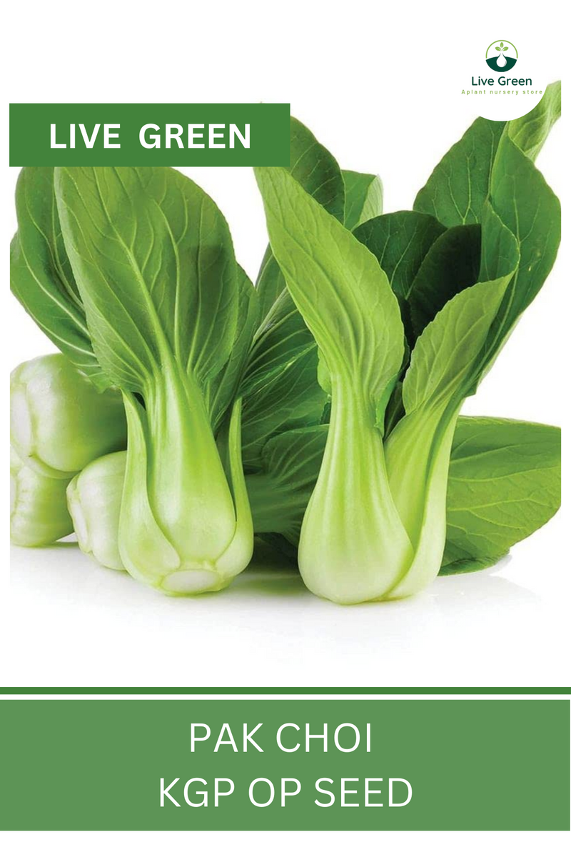 Live Green Pak choi Green Vegetable Seeds - Pack of 30 Seeds (OP)