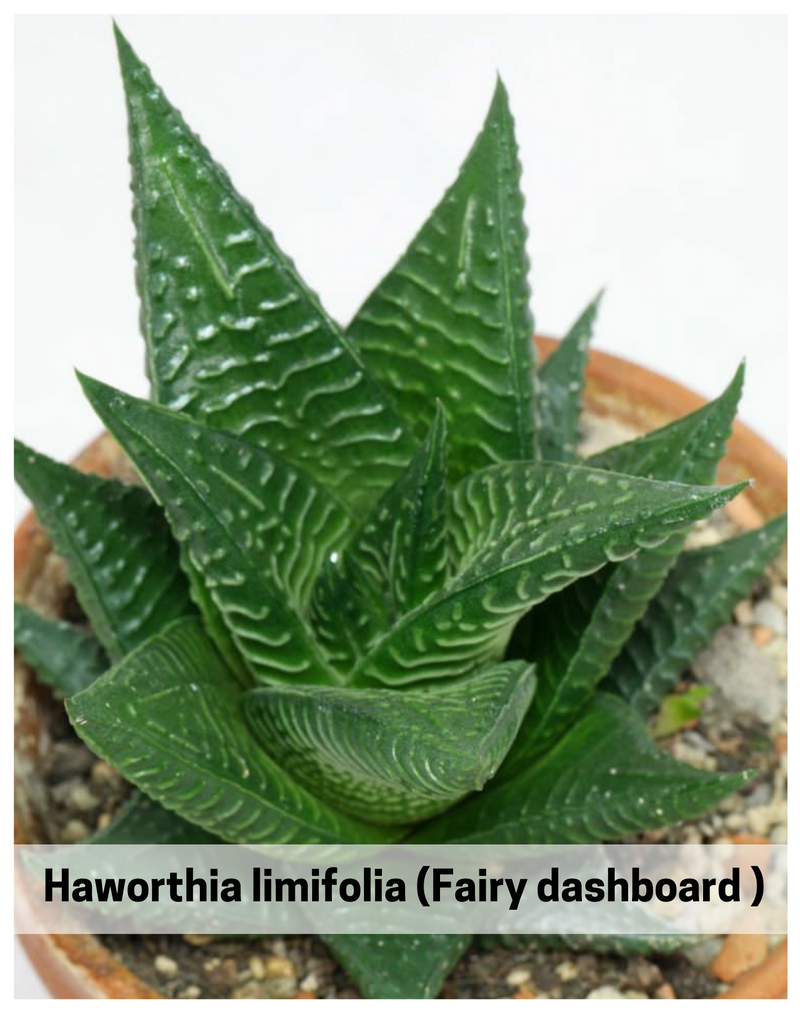 Plantogallery  Haworthia limifolia (Fairy Washboard ) - Succulent Plant