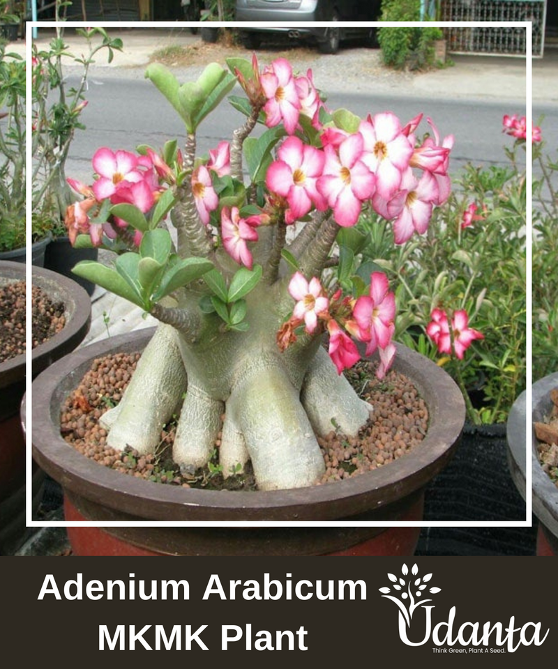 Plantogallery  I Adenium Arabicum MKMK Plant Seeds