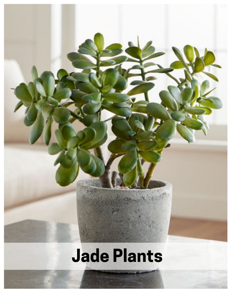 jade-plant-plantogallery