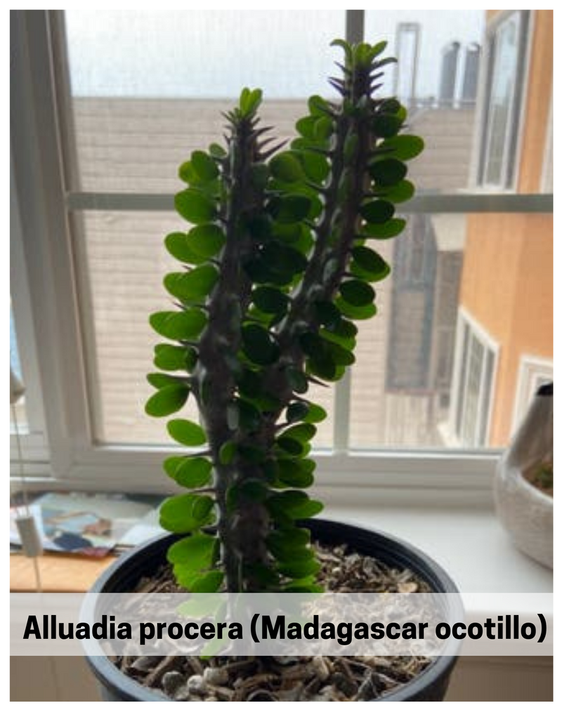 Plantogallery Alluadia procera (Madagascar ocotillo)  Succulent plant