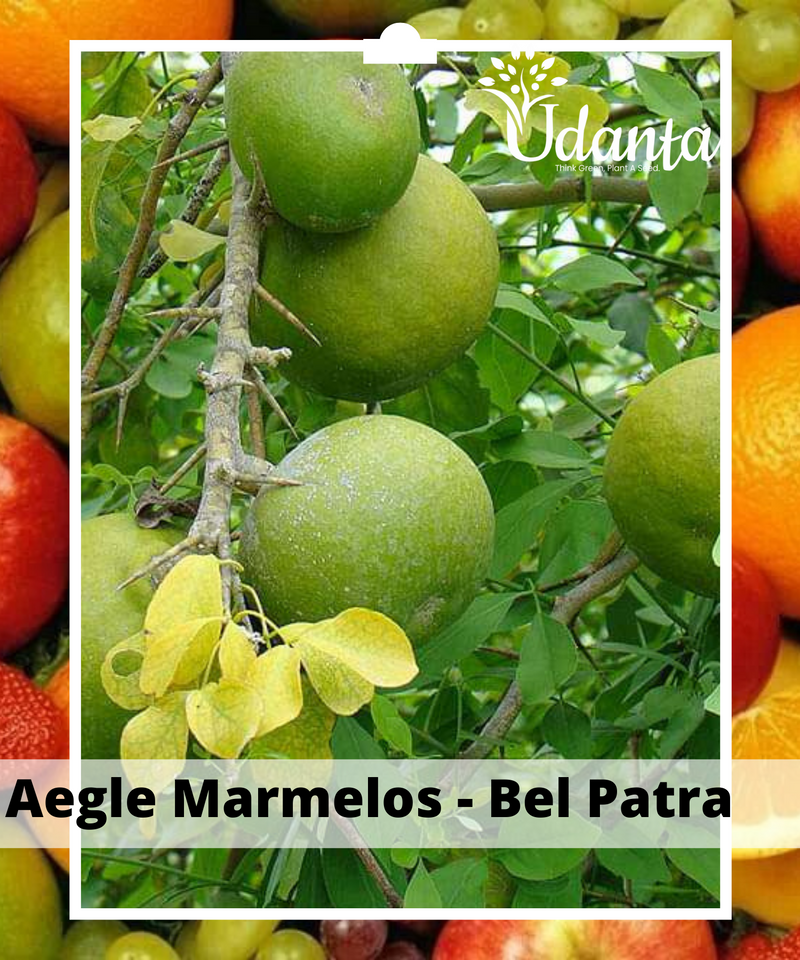 Plantogallery  I Aegle Marmelos - Bel Patra Plant Seeds