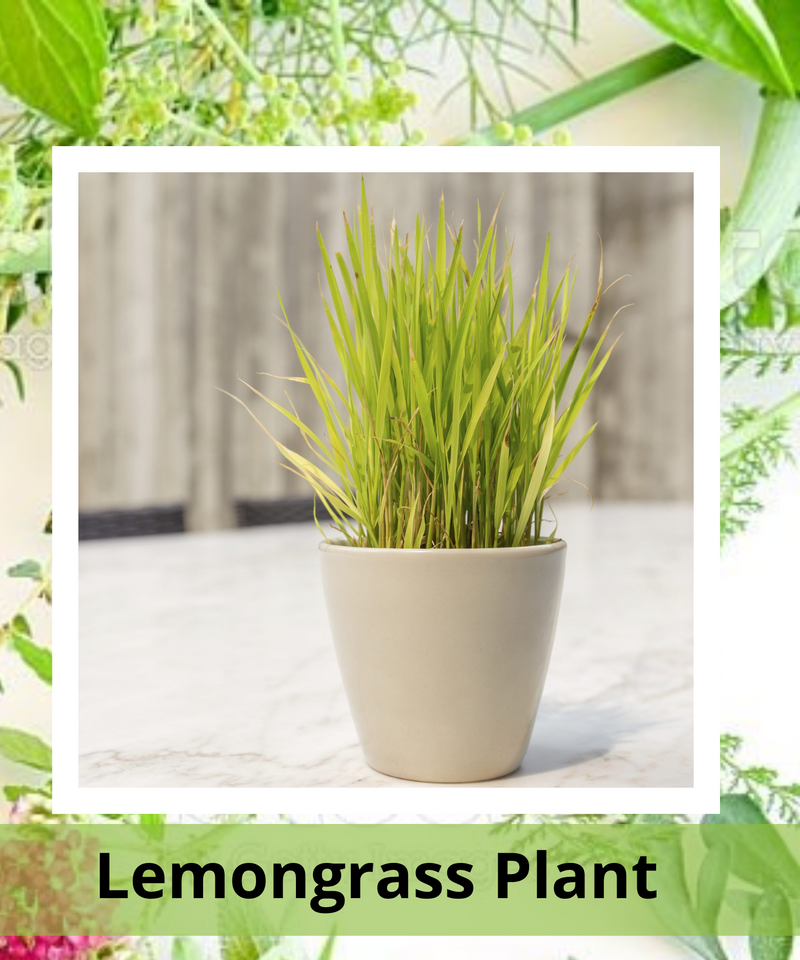 Plantogallery  Lemongrass Plant (Citronella) Medicine Plant