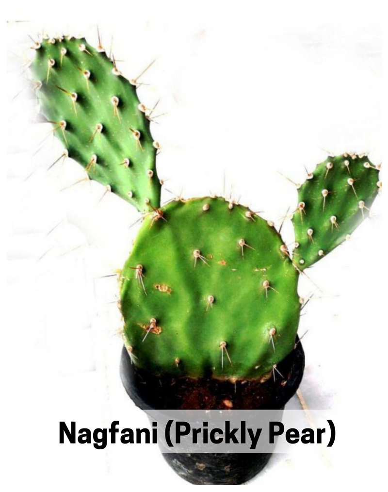 Plantogallery Nagfani (Prickly Pear) Medicine Plant