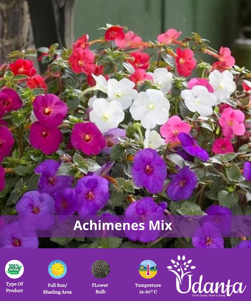 Plantogallery  I Achimenes Mix Colour Hanging Flower Bulbs Pack Of -10