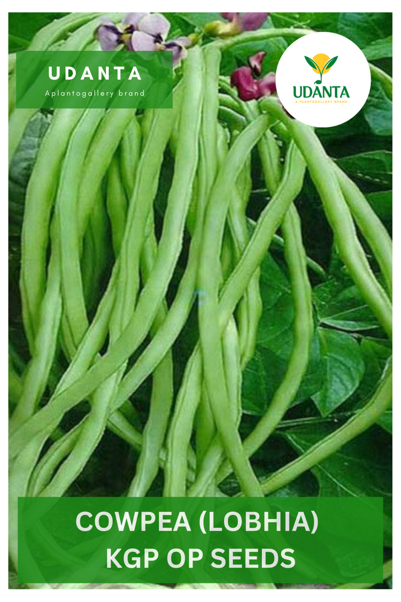 Udanta Cowpea Beans Vegetable Seeds For Kitchen Garden Avg 30-40 Seeds Pkts