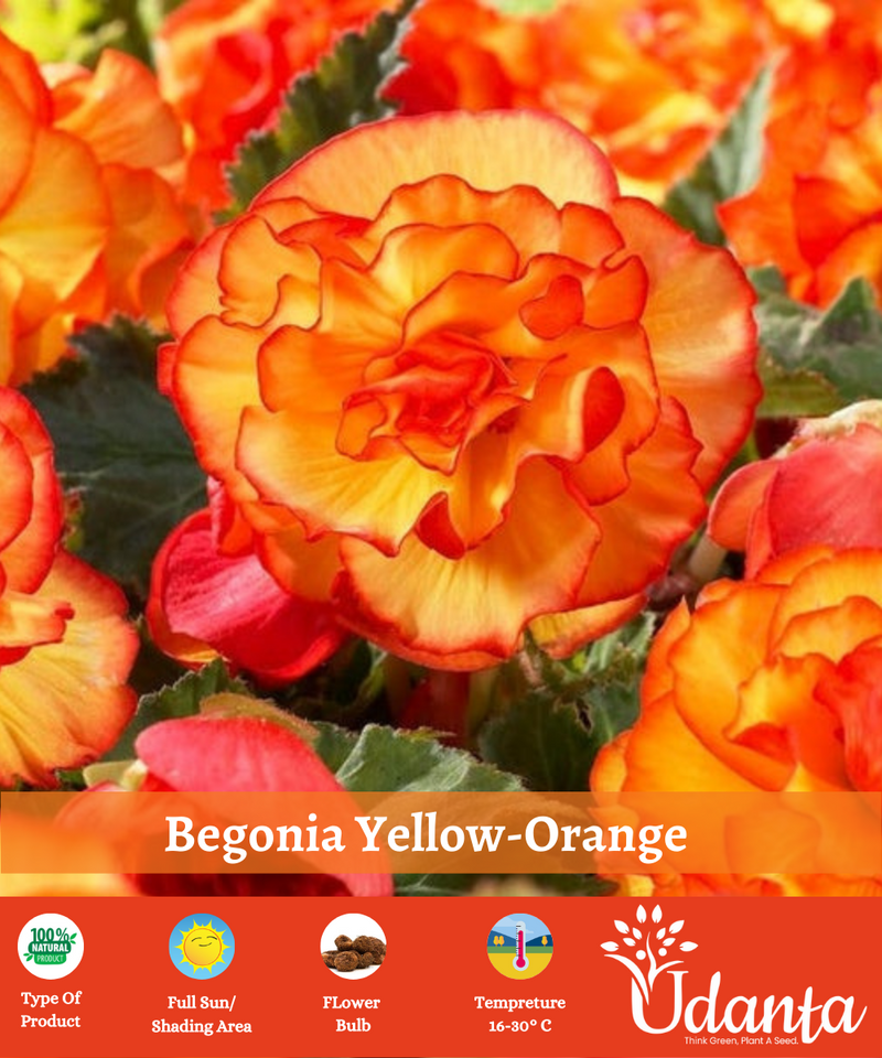 Plantogallery I Begonia Exotic Important flower Bulbs For Home Gardening-(Pack of 5 Bulbs Double Orange-Red)