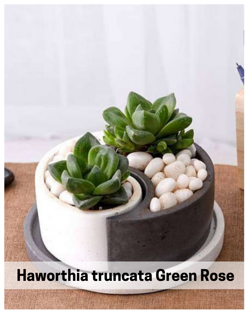 Plantogallery  Haworthia truncata Green Rose - Succulent Plant
