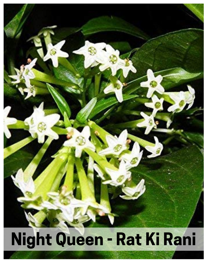 Plantogallery Raat Ki Rani/ Night-Blooming Jasmine Fragrance Pl – plantogallery.com