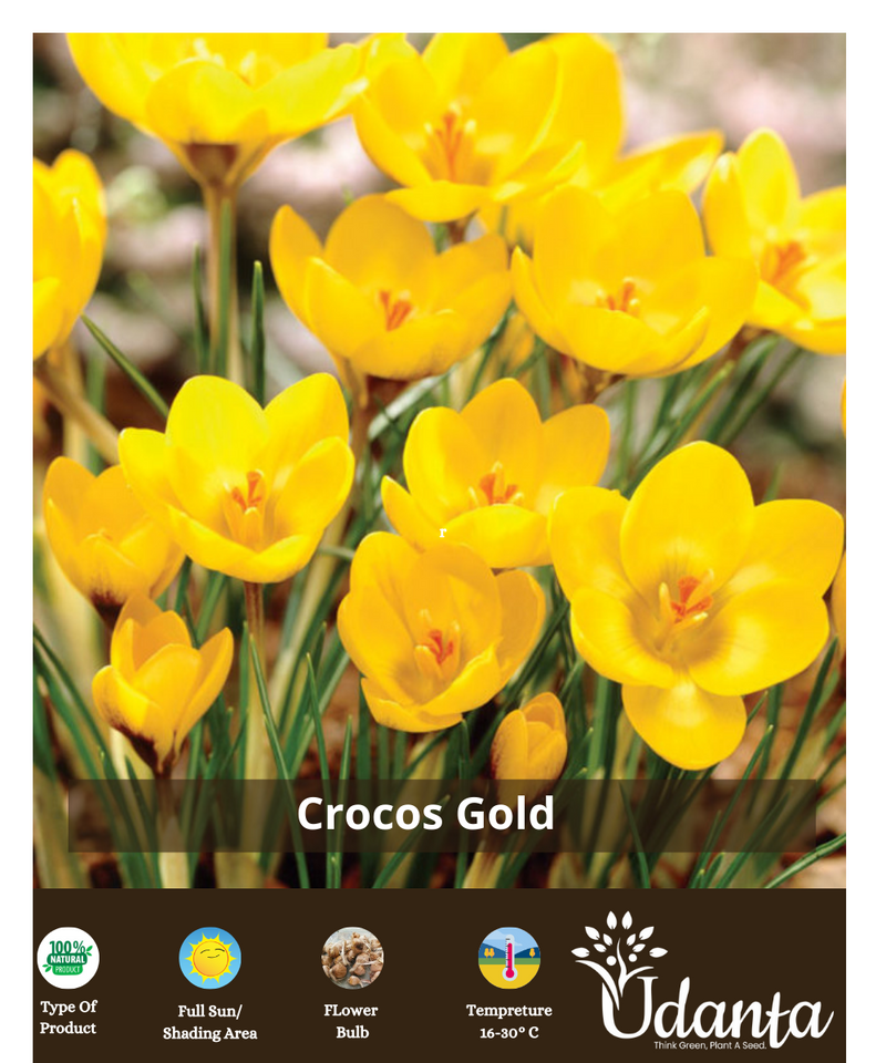 Plantogallery  Crocus gold imported (yellow) flower bulbs-pack of 5