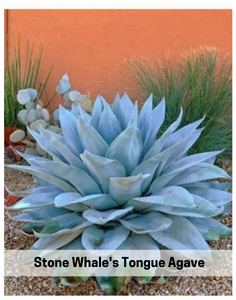 Plantogallery  stone whale's tongue agave succulent plant