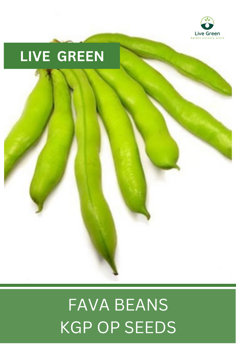 Live Green Fava Beans - Bakla Vegetable Seeds - Pack of 20 Seeds (OP)