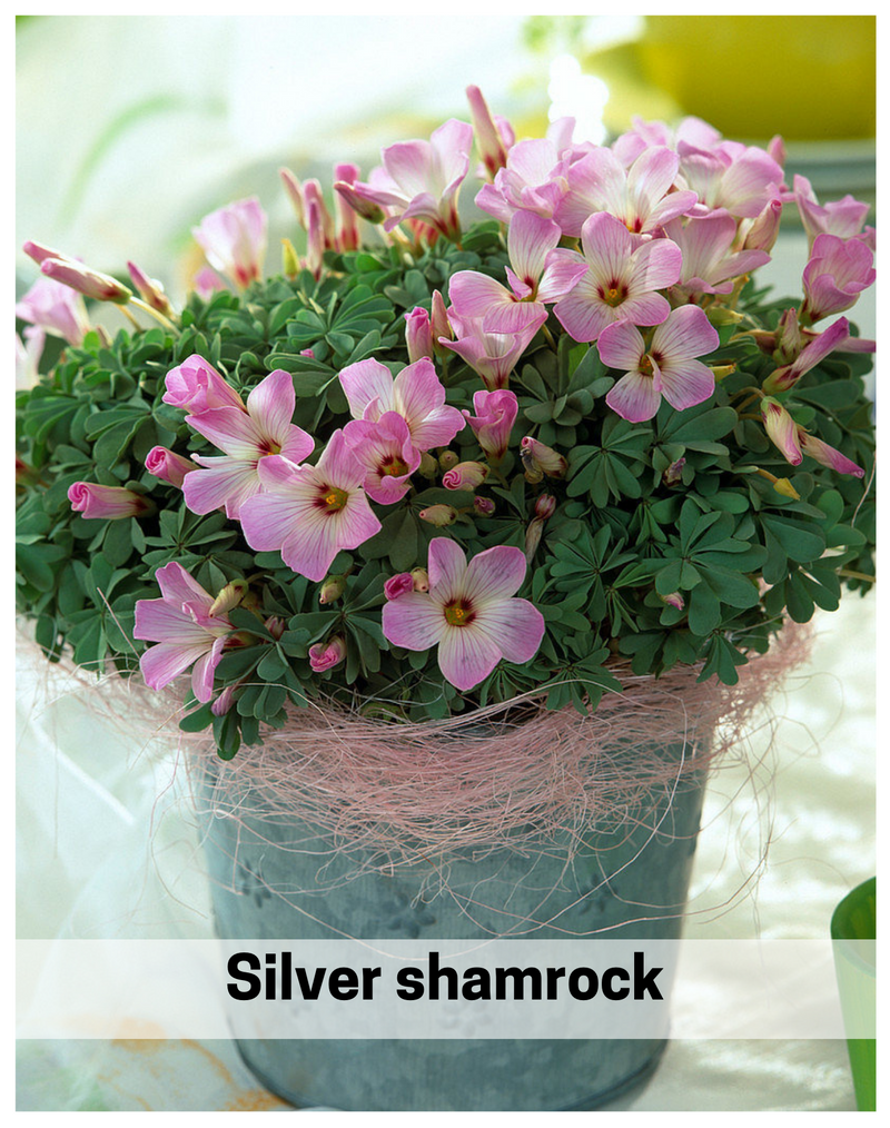 Plantogallery  Silver shamrock (oxalis adenophylla ) succulent plant