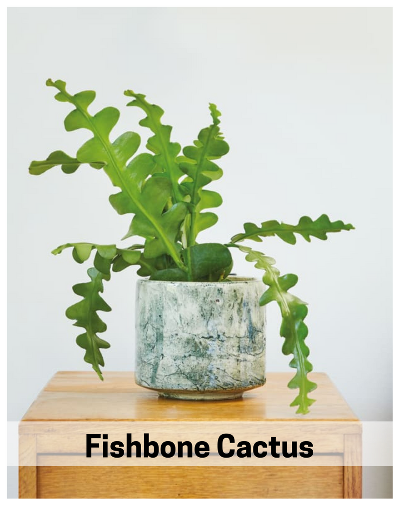 Plantogallery Fishbone Cactus