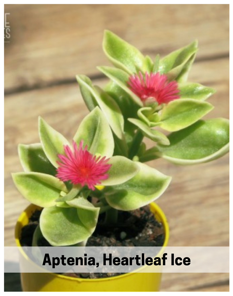 Plantogallery Aptenia, Heartleaf Ice - Succulent Plant