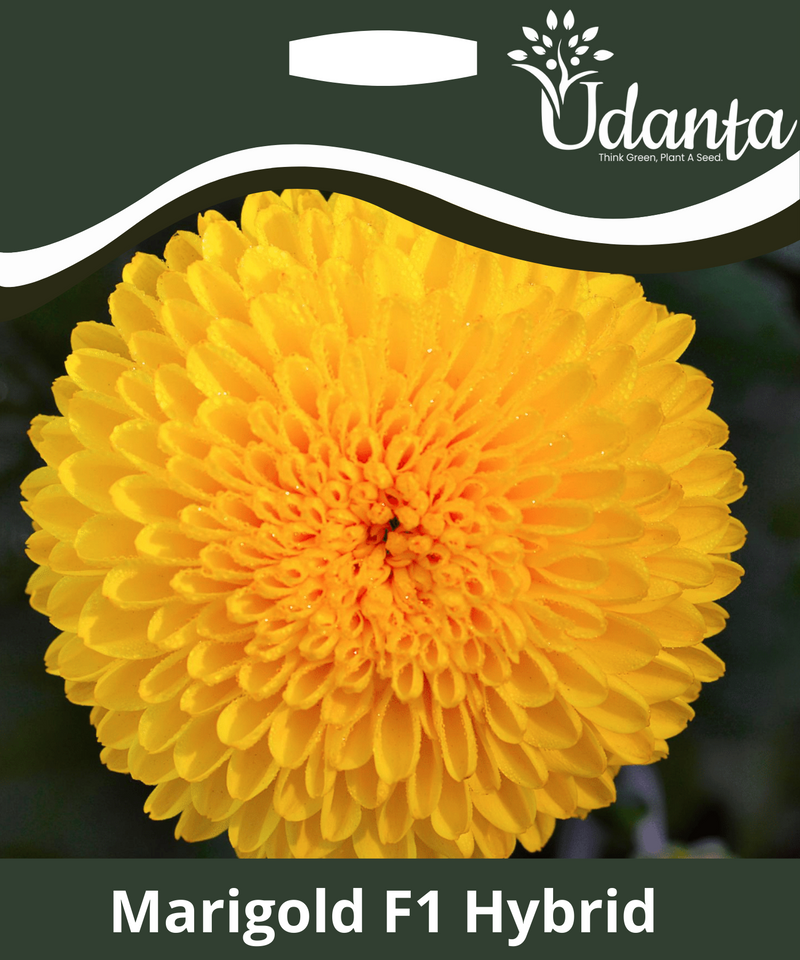 Plantogallery Marigold F1 Hybrid Yellow Color Flower Seeds