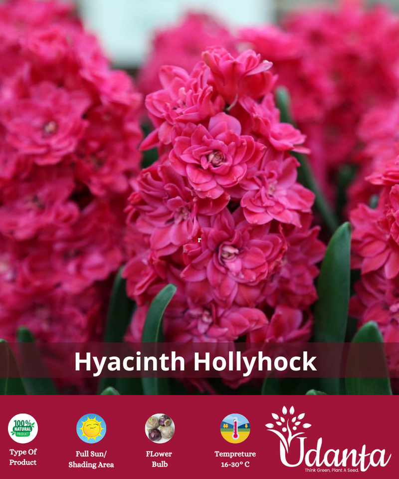 Hyacinth "Holly Hock" Imported Flower Bulbs - Pack of 5 Bulbs By Plantogallery