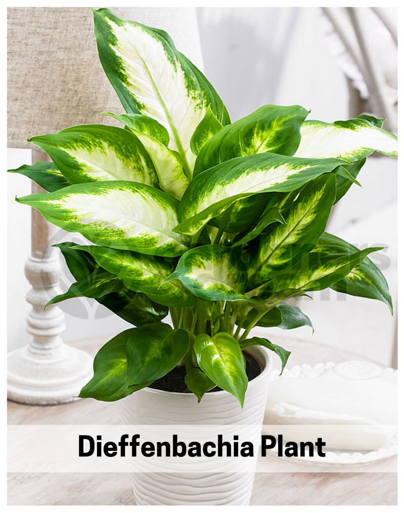 dieffenbachia-air-purifying-plant