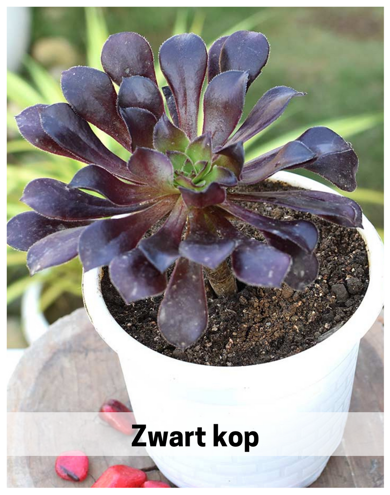 Plantogallery Zwart kop succulent plant