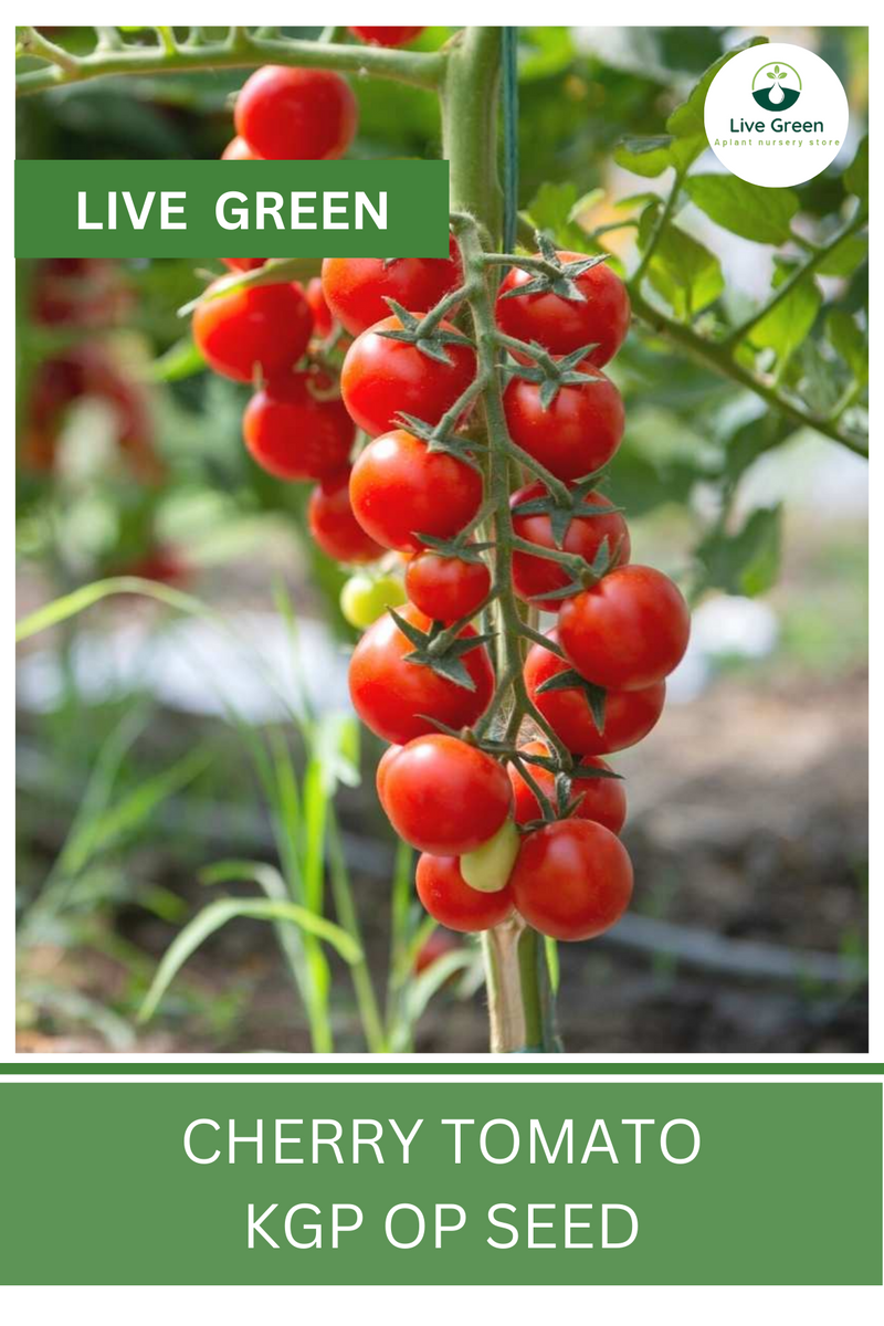 Live Green Cherry Tomato Vegetable Seeds - Pack of 30 Seeds (OP)