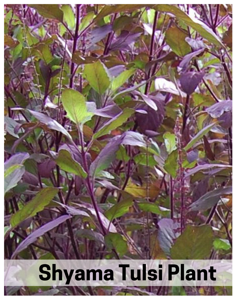 Plantogallery I Shyama Tulsi Plant