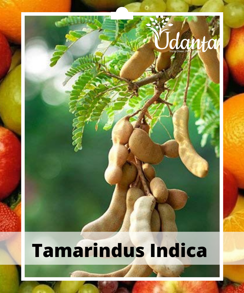 Plantogallery Tamarindus Indica - Imali Fruit Plants Seeds