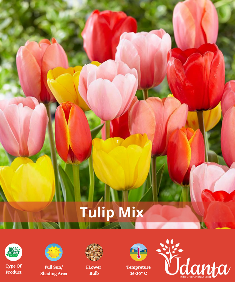 tulip-mixed-flower-bulbs-by-udanta
