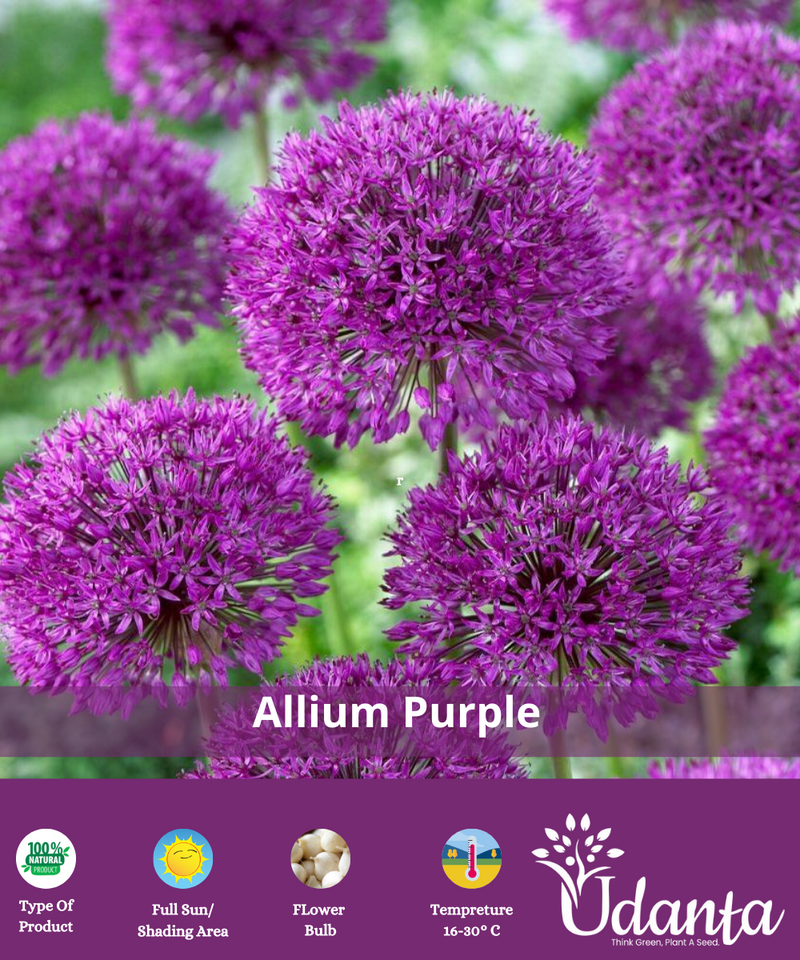 Plantogallery  Allium (purple sensation )Imported flower bulbs pack of 5