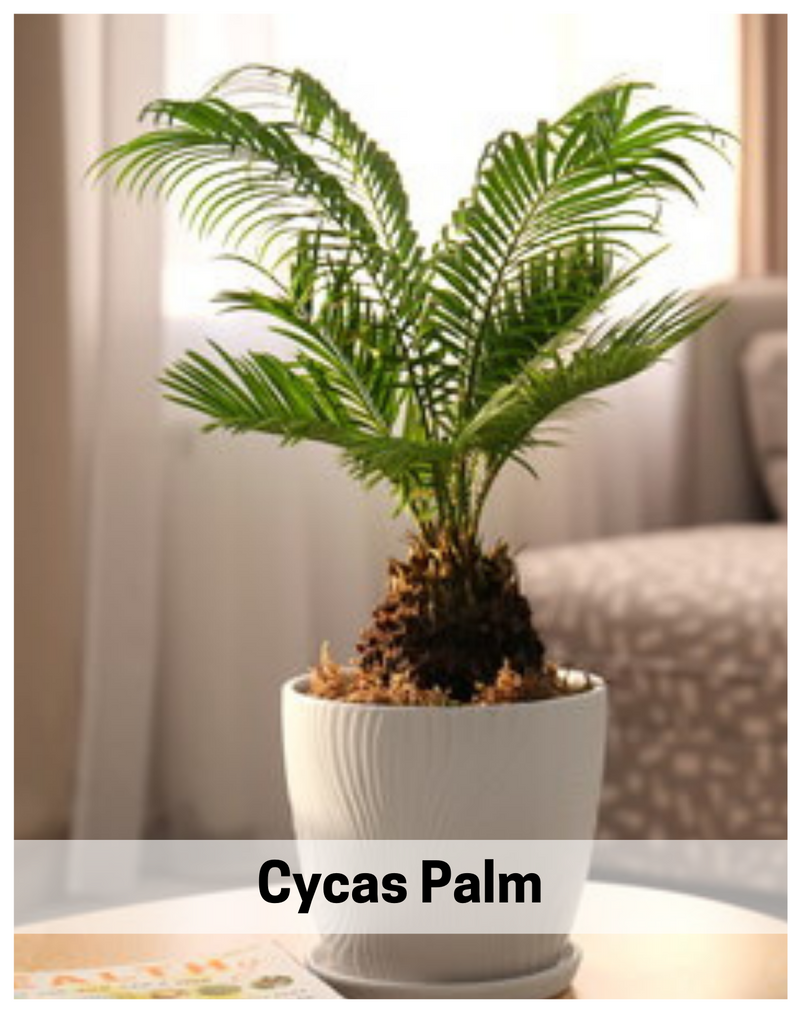 cycas-plam-indoor-plant