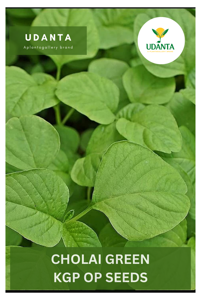 Udanta Amaranth Green Vegetable Seeds For Kitchen Garden Avg 100 Seeds Pkts