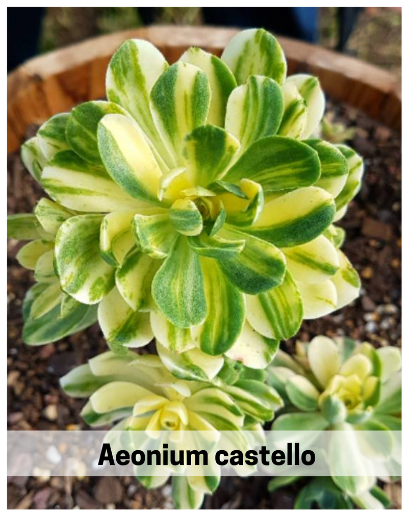 Plantogallery Aeonium castello-paivae variegata 'Suncup’ succulent plant