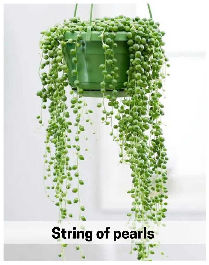 Plantogallery String of pearls succulent plants