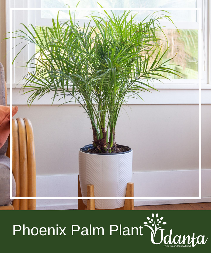 Plantogallery  Phoenix Palm Plants Seeds For Home Gardening