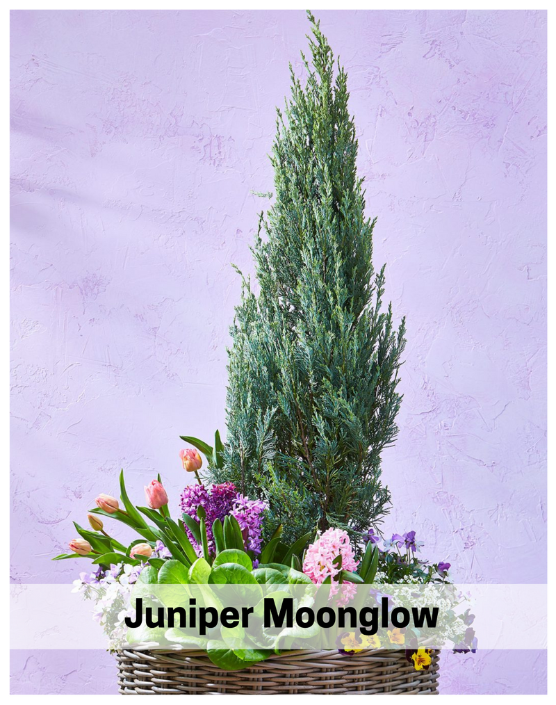 Plantogallery  Juniper Moonglow Indoor & Outdoor Plants Air Purifier Plant For Home And Office.