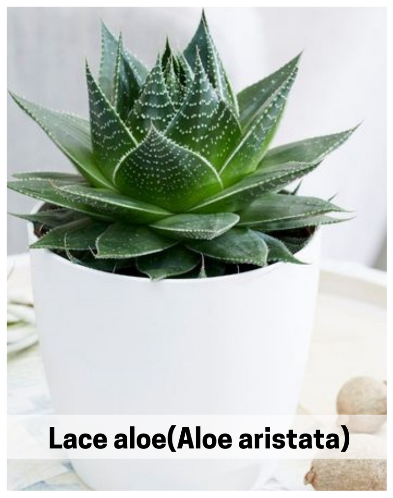 Plantogallery Lace aloe(Aloe aristata) succulent plant