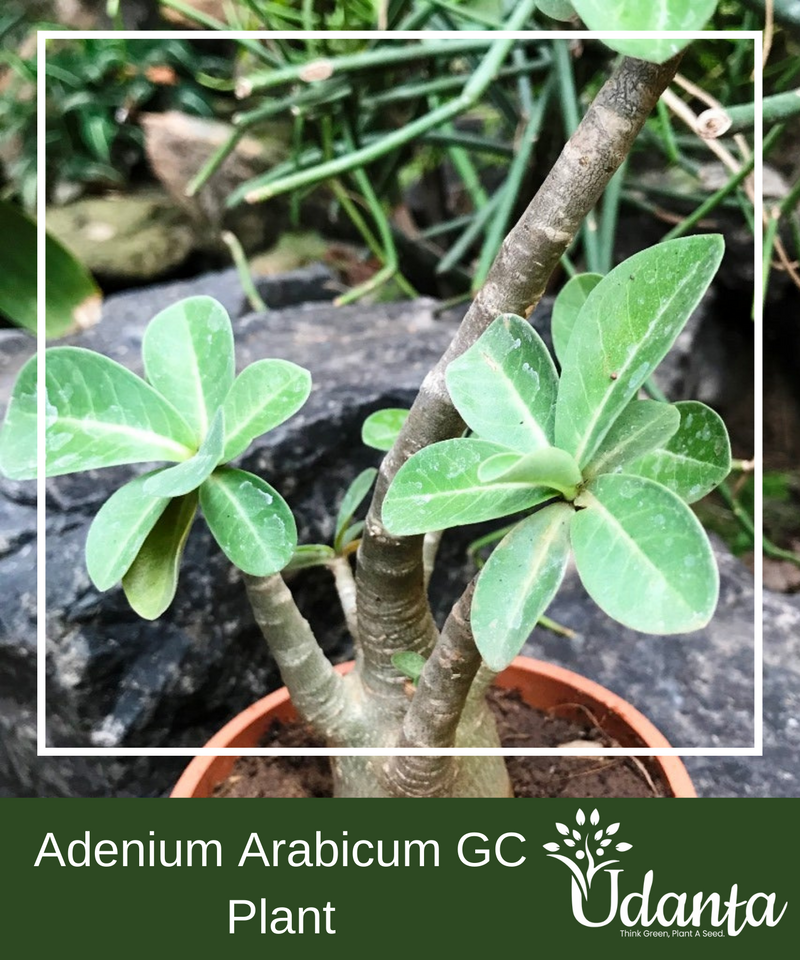 Plantogallery I Adenium Arabicum GC Plant Seeds