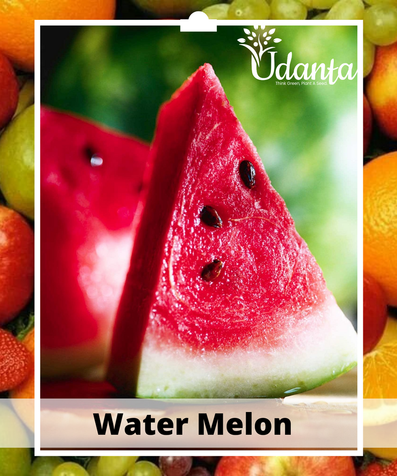 Plantogallery  Water Melon Vegetable For Home Gardening