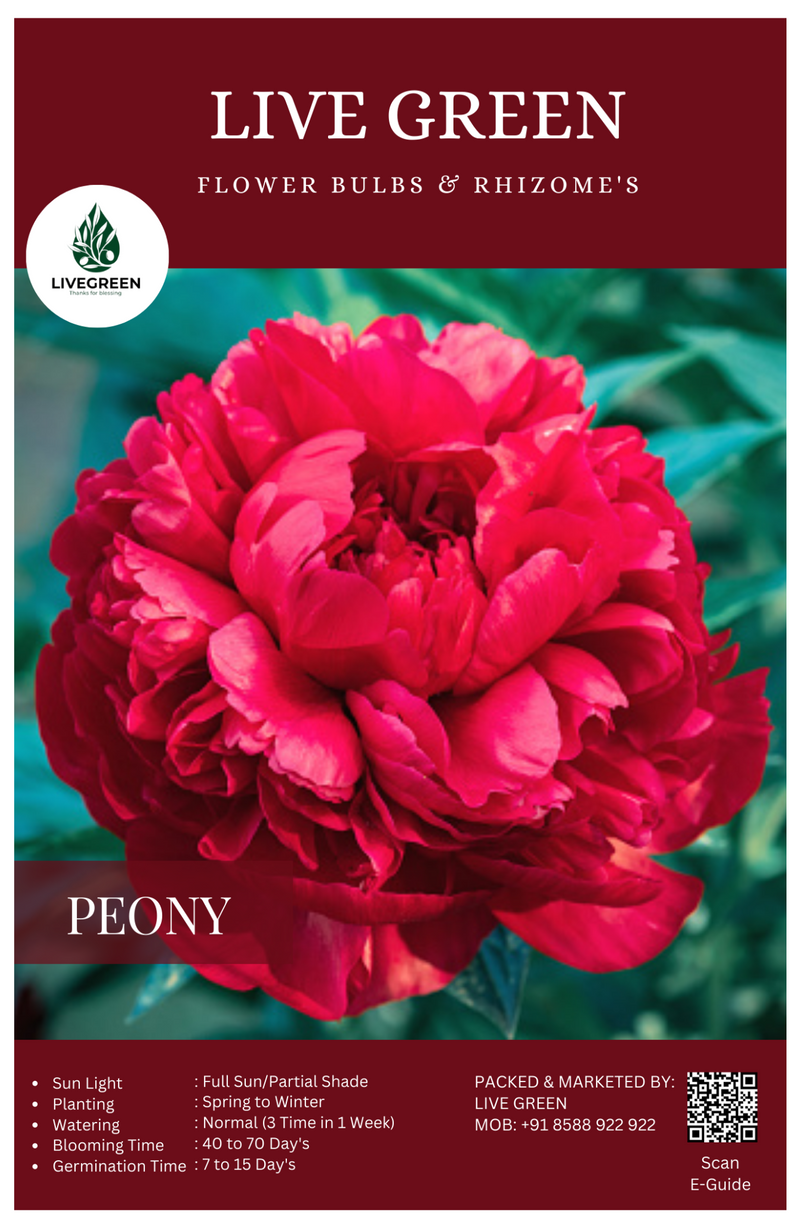 Peony "Command Performance" Imported Bulbs - Set of 1pcs (Red) By Live Green