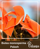Plantogallery I Butea monosperma - Palash, Sacred Tree Plant Seeds