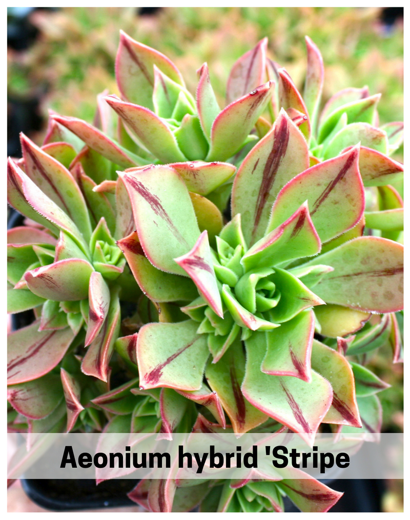 Plantogallery Aeonium hybrid 'Stripe’(Stripe Leucoblepharum Aeonium) Succulent plant.