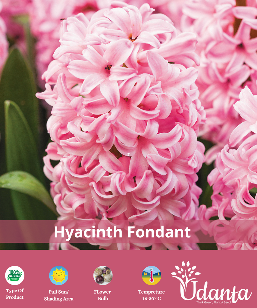 hyacinth-flower-bulb