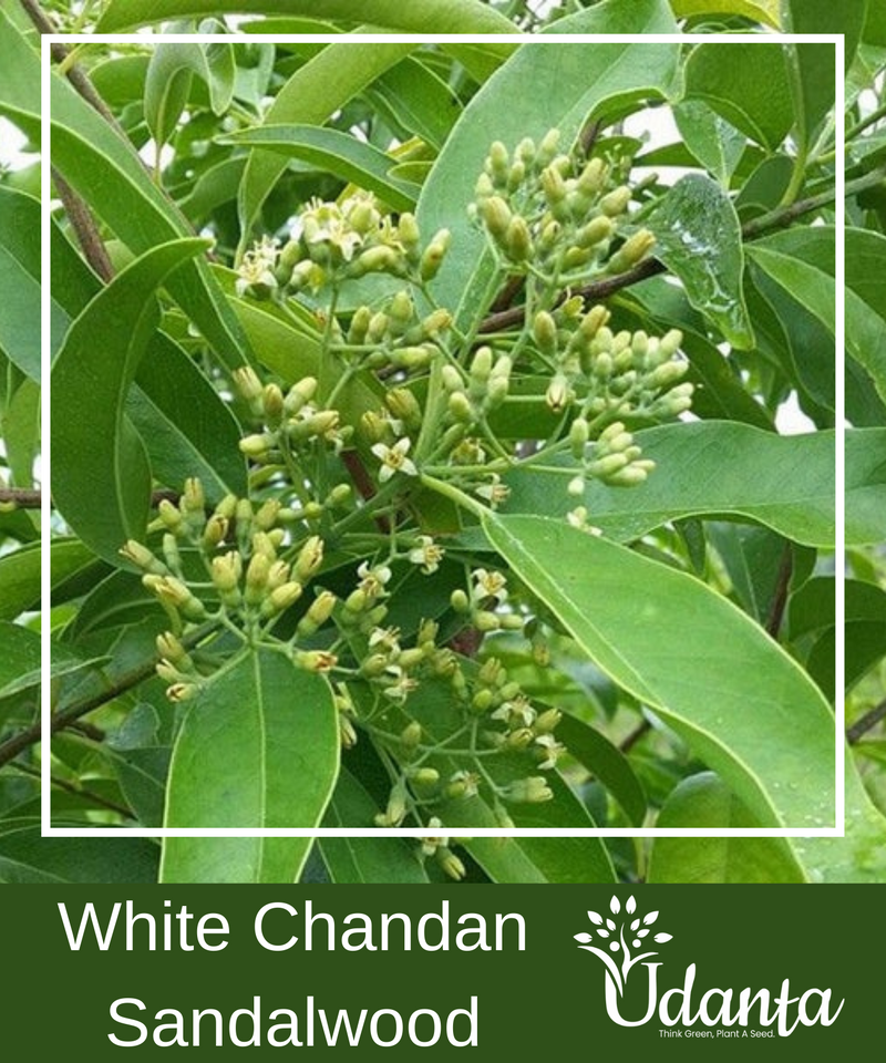 Plantogallery White Chandan - Sandalwood Plants Seeds