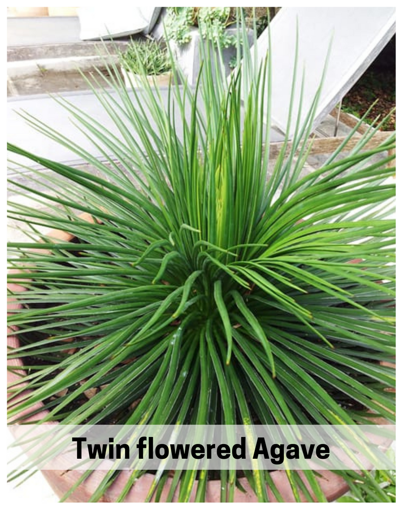 Plantogallery Twin flowered Agave(Agave geminiflora) succulent plant
