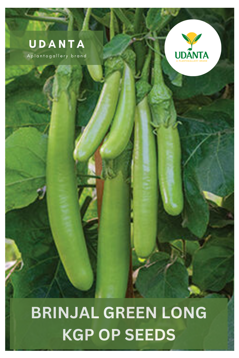 Udanta Brinjal Green Long Vegetable Seeds For Kitchen Garden Avg 30-40 Seeds Pkts
