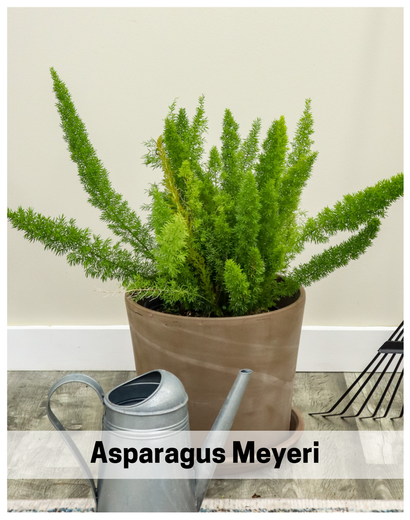 plantogallery-asparagus-meyeri-plant