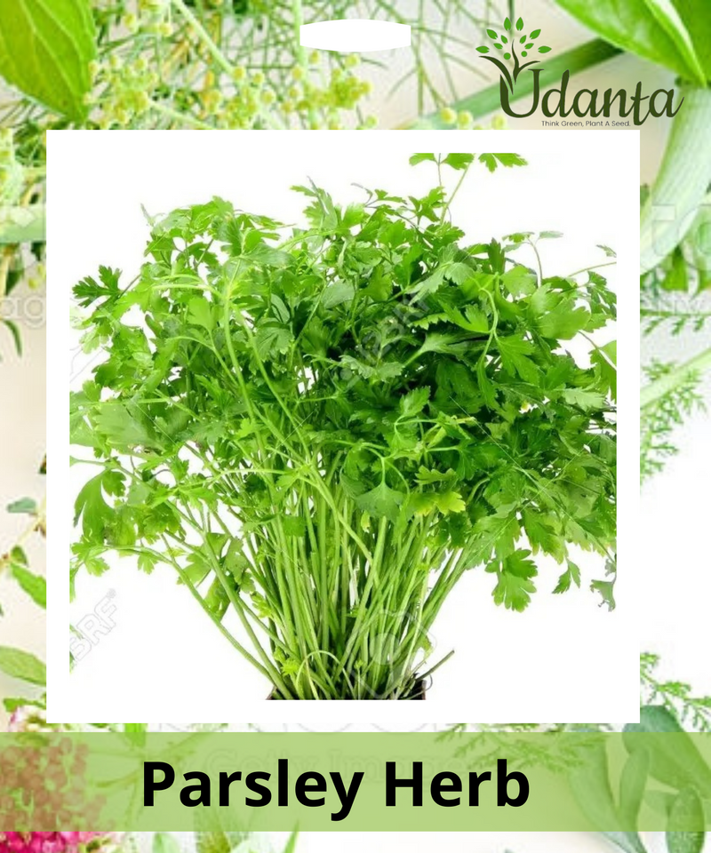 Plantogallery Parsley Herb Seeds