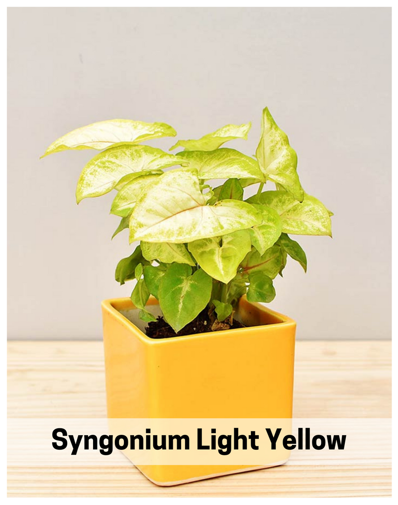 Plantogallery Syngonium Air Purifying Indoor Plants (Light Yellow)
