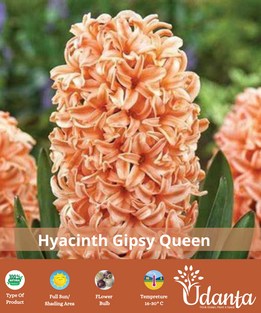 hyacinth-gispy-queen-flower-bulb