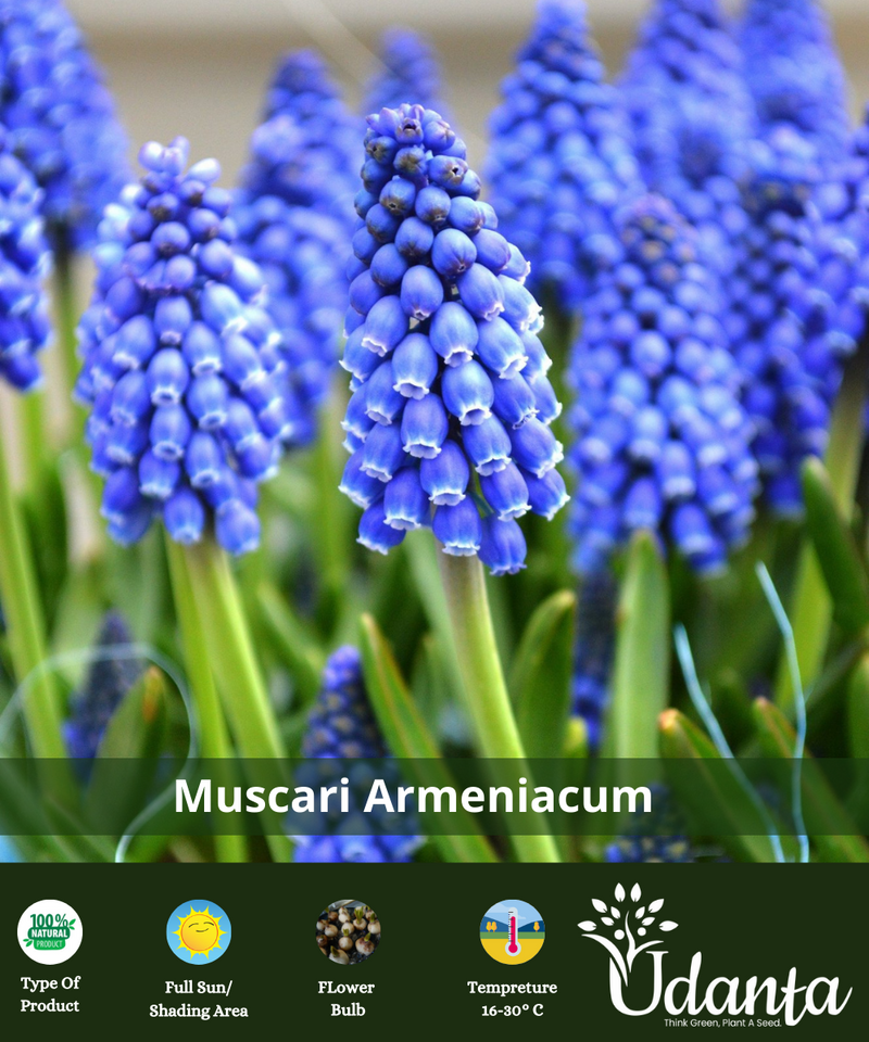 Plantogallery Mascari Blue Armeniacum Flower Bulbs | Pack of 5 Flower Bulbs